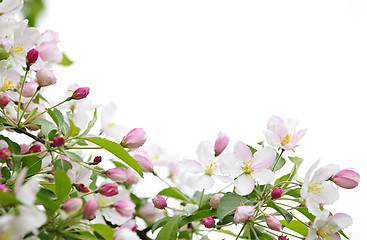 Image showing Apple blossoms background