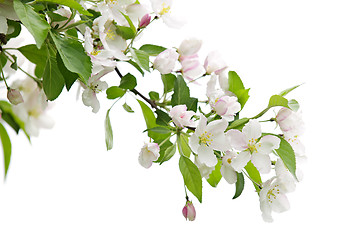 Image showing Blooming apple tree branch