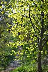 Image showing Forest path with backlit linden tree