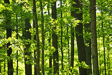 Image showing Green spring forest