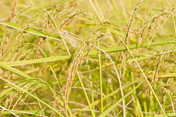 Image showing Ripe Jasmine Rice in Thailand