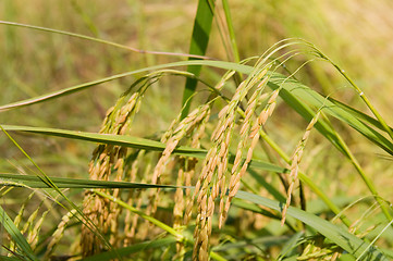 Image showing Nearly ripe Jasmine Rice in Thailand