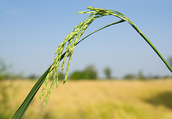 Image showing Green rice plant, not ripe
