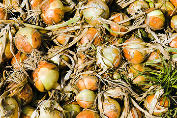 Image showing assembled onions