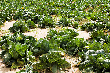 Image showing Cabbage field