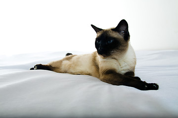 Image showing Siamese cat