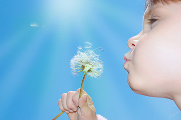 Image showing dandelion wishing blowing seeds