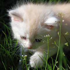 Image showing First Kitten Step