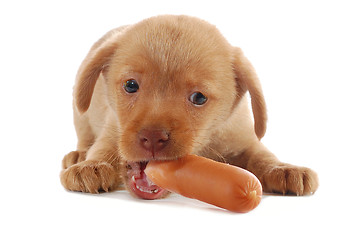 Image showing puppy eating a sausage