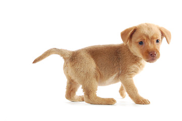 Image showing curious brown puppy