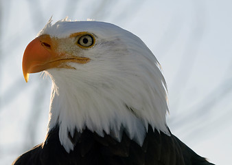 Image showing Bald eagle