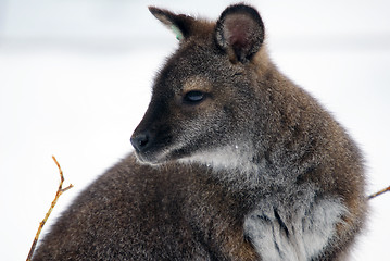 Image showing Kangaroo