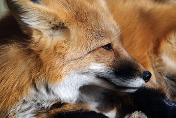 Image showing Red Fox Portrait