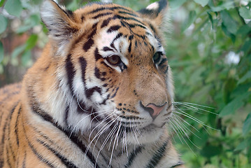 Image showing Siberian Tiger