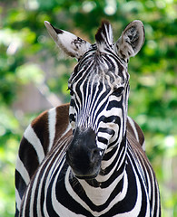 Image showing Zebra