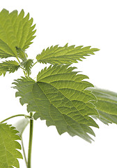 Image showing Stinging nettle