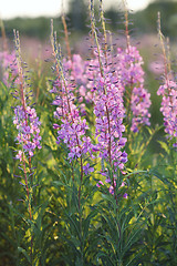 Image showing Fireweed