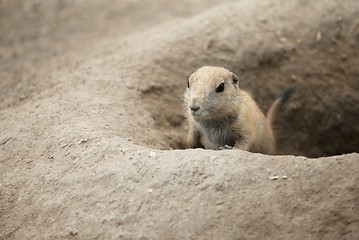 Image showing Prairie-Dog