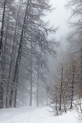 Image showing Winter forest