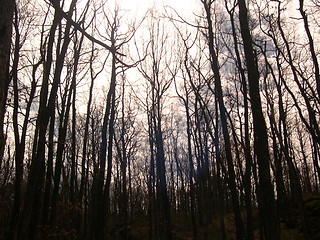 Image showing Scary forest