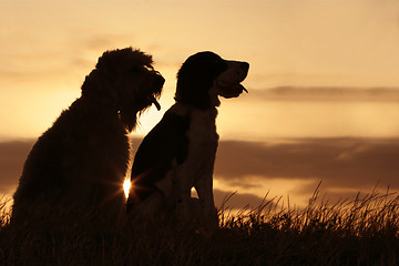 Image showing Friends at sunset