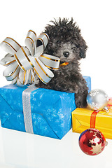 Image showing The small puppy of a poodle with New Year's gifts