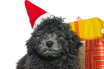 Image showing The small puppy of a poodle with New Year's gifts