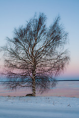 Image showing Lonely tree