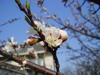 Image showing apricot bloom