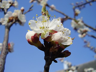 Image showing apricot bloom 3
