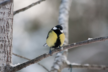 Image showing Great tit