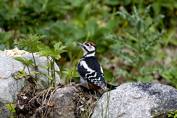 Image showing Woodpecker