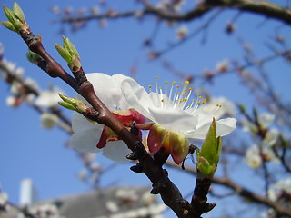 Image showing apricot bloom 4