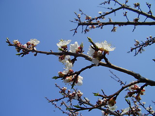 Image showing apricot bloom 5