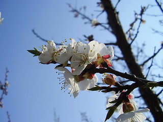 Image showing apricot blooms 6