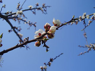 Image showing apricot bloom 2