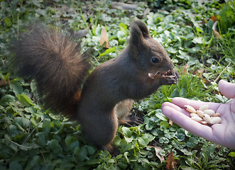 Image showing Squirel