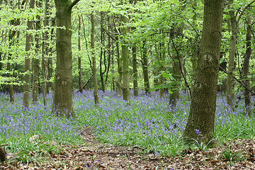 Image showing A beautiful bluebell wood in springtime