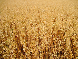 Image showing oats field