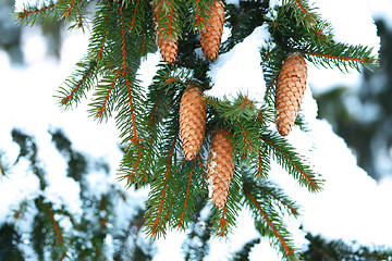 Image showing Pine with Cones