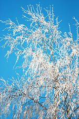 Image showing Winter tree