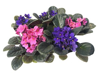 Image showing African violets