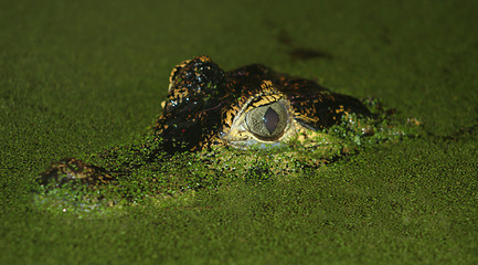 Image showing A cayman lurks in the murky water