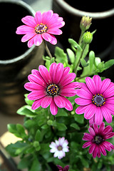 Image showing Pink flowers