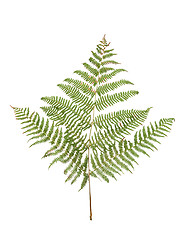 Image showing Fern leaf 