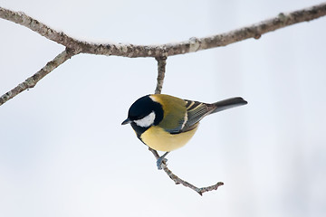 Image showing Great tit