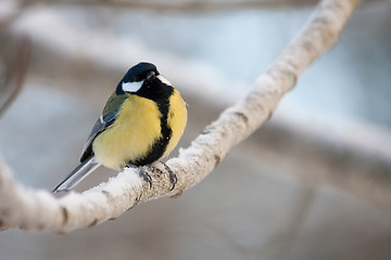 Image showing Great tit