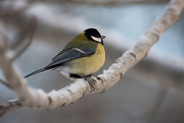 Image showing Great tit