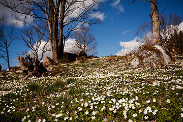 Image showing wood anemones