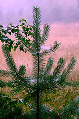 Image showing Pine tree